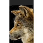 Wolf Life Squad