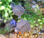 The Turtle lovers