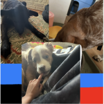 Dog group of happiness