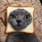 Bread on Cat