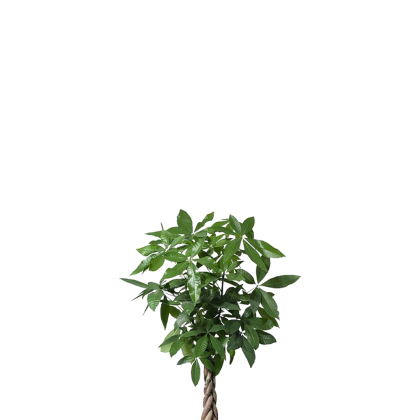 Square Decal