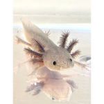 Axolotl Family:3