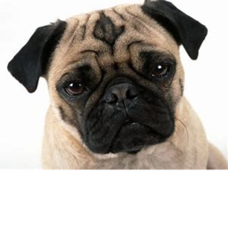 Pug Hangout