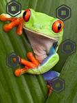 FFrrooggg