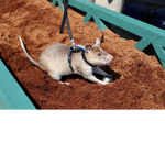The Rats Who Are B)