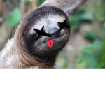 Sloths be Chillin