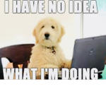 Comedies and memes