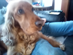 Koda the dog