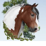 Horse valley 2 :D
