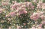 Favorite Flower