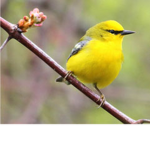 BIRDY SQUAD