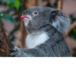 Kk koala kids