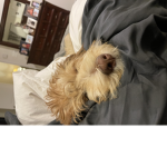 Penny the dog