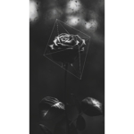 Black roses Club