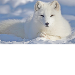 The arctic group!