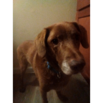 I love pupies and get #### #####