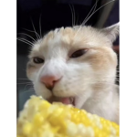 cat licking corn