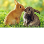 |~| The Bunny Army |~|