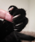 /kitten's