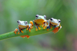 The cool frogs 1234