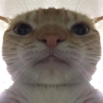 RobuxLifes
