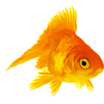 golfish