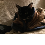 chilly burrito cat