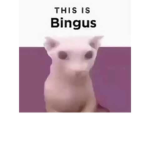 Church of Bingus
