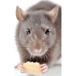 WE_ LOVE _RATS!