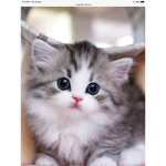 Cuteness party