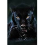 panther strike