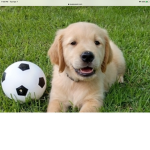 #Dog’s