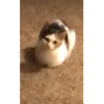 Loaf Cat Hood