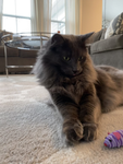 Warrior Cats (For all People!)