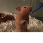 Hamsters For Life!!