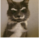 Cats ima mad cat