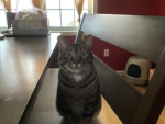 Cat Core