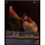 THE CHICKENS CLUCK CLUCK