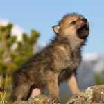 New howling wolf pups