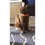 Best cat friends