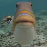 The Children of the Fish