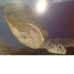 SAVE THESE TURTLES Group Thumbnail