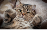 -Kitty's