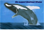 Bowhead whale and other whales supporters!