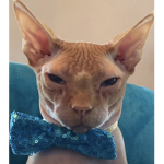 Swag kitty cats