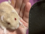 Hammy ham hamsters