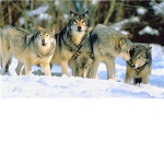 City Wolf Pack