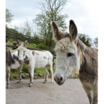 Donkeys only
