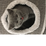 Zoë THE cat robux