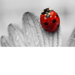 Ladybug Clothes